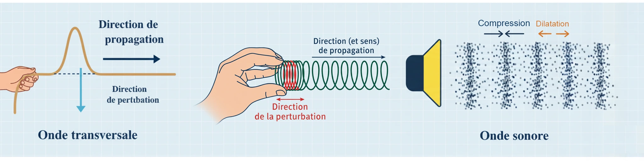 onde transversale et Londe longitudinale